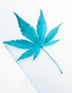 王牌近身保镖臣虎全文阅读